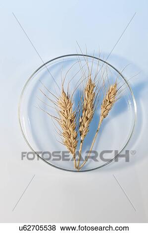 Wheat in petri dish, studio shot. View Large Photo Image Stock Photo - Wheat in petri dish, studio shot.. Fotosearch