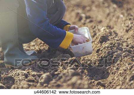 Stock Image - Woman sowing onions in organic vegetable garden. Fotosearch