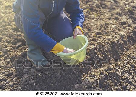 Stock Image - Woman sowing onions in organic vegetable garden. Fotosearch