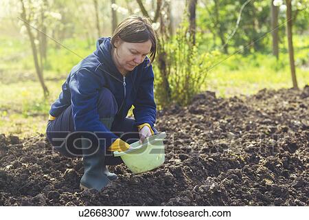 Stock Photo - Woman sowing onions in organic vegetable garden. Fotosearch