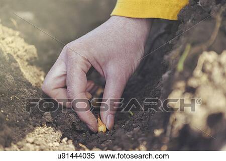 Stock Photography - Woman sowing onions in organic vegetable garden. Fotosearch