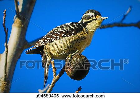 Stock Photography - Woodpecker. Fotosearch