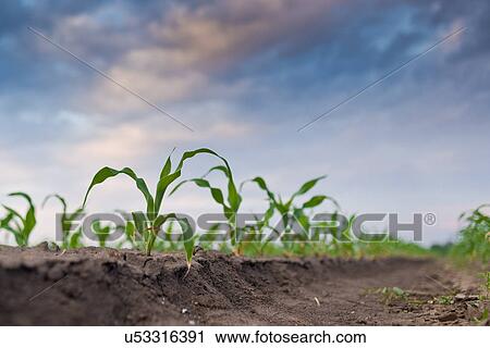 Stock Image - Young corn in field. Fotosearch
