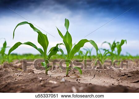 Young corn in field View Large Photo Image Stock Image - Young corn in field. Fotosearch