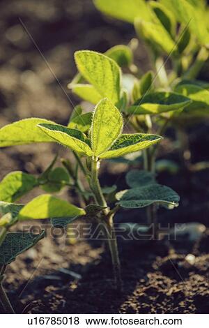 Young soybean plants growing in cultivated field View Large Photo Image Stock Photo - Young soybean plants growing in cultivated field. Fotosearch