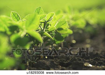 Stock Photo - Young soybean plants growing in cultivated field. Fotosearch