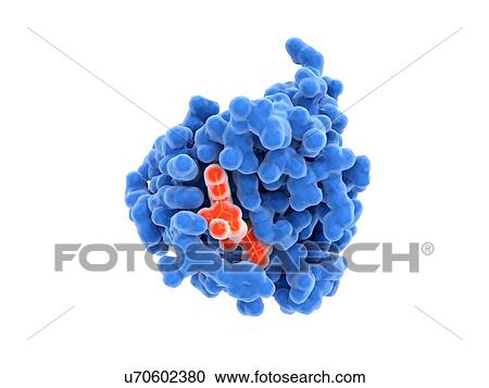 Activated Ras protein, illustration. The activated form of Ras contains a bound GTP (guanosine triphosphate, orange) in its active site. Ras proteins are involved in transmitting signals within cells, turning on genes involved in cell growth,... View Large Photo Image Stock Image - Activated Ras protein, illustration. The activated form of Ras contains a bound GTP (guanosine triphosphate, orange) in its active site. Ras proteins are involved in transmitting signals within cells, turning on genes involved in cell growth,.... Fotosearch