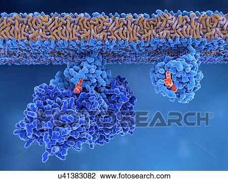 Activation of Ras protein, illustration. An inactive Ras protein (left) has a GEF (guanine nucleotide exchange factor) protein bound. GEF stimulates the release of GDP (guanine diphosphate, orange) from Ras's binding site. This allows a GTP molecule... View Large Photo Image Stock Image - Activation of Ras protein, illustration. An inactive Ras protein (left) has a GEF (guanine nucleotide exchange factor) protein bound. GEF stimulates the release of GDP (guanine diphosphate, orange) from Ras's binding site. This allows a GTP molecule.... Fotosearch