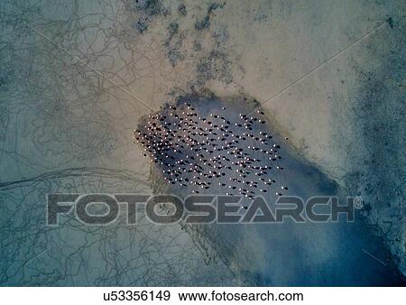 Stock Photo - Aerial view of birds on landscape, Salar de Chalviri, Chalviri, Oruro, Bolivia, South America. Fotosearch