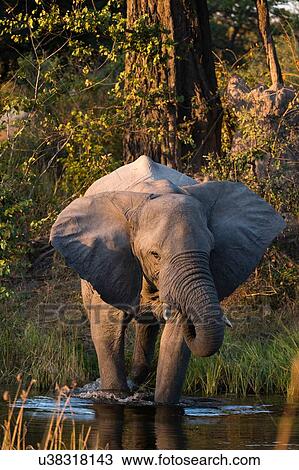 Stock Image - African elephant (Loxodonta africana) drinking at water's edge, Moremi Game Reserve, Okavango Delta, Botswana. Fotosearch