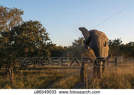 African elephant (Loxodonta africana) in the bush, Moremi Game Reserve, Okavango Delta, Botswana View Large Photo Image Stock Image - African elephant (Loxodonta africana) in the bush, Moremi Game Reserve, Okavango Delta, Botswana. Fotosearch