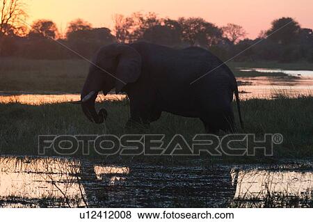 African elephant (Loxodonta africana), at sunset, Khwai Conservation Area, Okavango Delta, Botswana View Large Photo Image Stock Photo - African elephant (Loxodonta africana), at sunset, Khwai Conservation Area, Okavango Delta, Botswana. Fotosearch