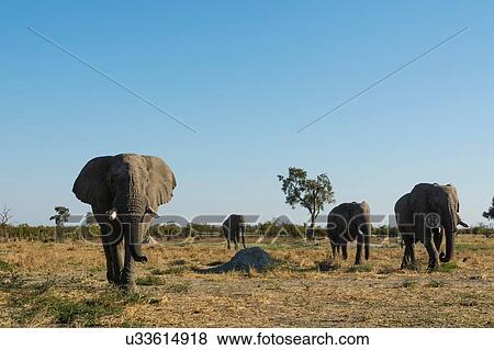 African elephants (Loxodonta africana) walking across savannah, Savuti, Chobe National Park, Botswana View Large Photo Image Stock Photo - African elephants (Loxodonta africana) walking across savannah, Savuti, Chobe National Park, Botswana. Fotosearch
