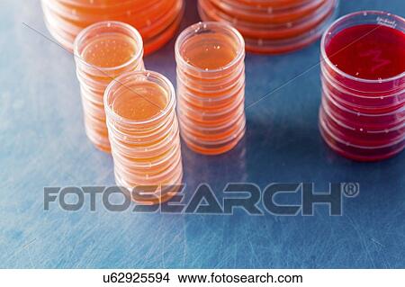 Picture - Agar plates. Stacks of Petri dishes with cultured agar.. Fotosearch