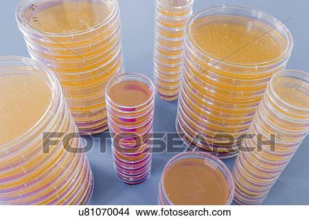 Picture - Agar plates. Stacks of Petri dishes with cultured agar.. Fotosearch