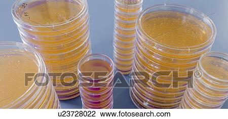 Stock Image - Agar plates. Stacks of Petri dishes with cultured agar.. Fotosearch