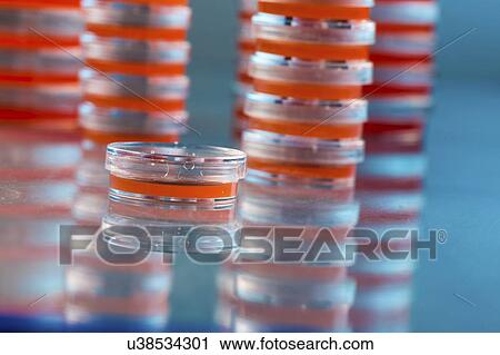 Stock Image - Agar plates. Stacks of Petri dishes with cultured agar.. Fotosearch