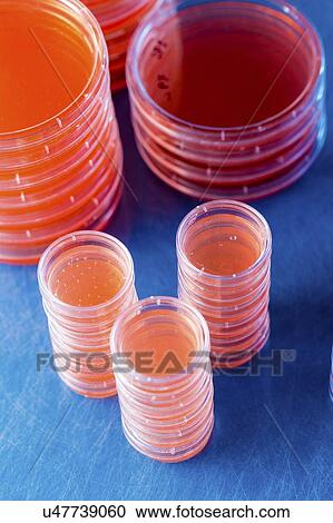 Stock Image - Agar plates. Stacks of Petri dishes with cultured agar.. Fotosearch