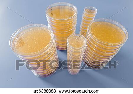 Stock Image - Agar plates. Stacks of Petri dishes with cultured agar.. Fotosearch
