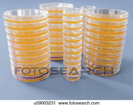Stock Image - Agar plates. Stacks of Petri dishes with cultured agar.. Fotosearch