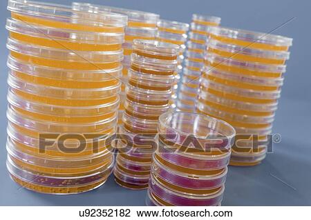 Stock Image - Agar plates. Stacks of Petri dishes with cultured agar.. Fotosearch