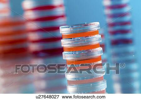 Stock Photo - Agar plates. Stacks of Petri dishes with cultured agar.. Fotosearch