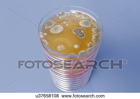 Agar plates. Stacks of Petri dishes with cultured agar. View Large Photo Image Stock Photo - Agar plates. Stacks of Petri dishes with cultured agar.. Fotosearch