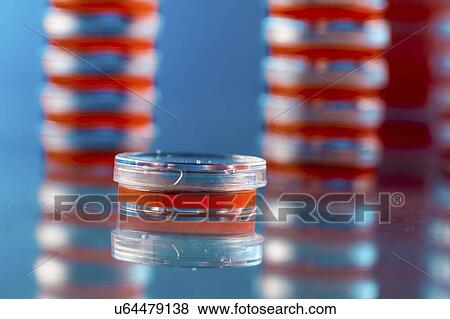 Stock Photo - Agar plates. Stacks of Petri dishes with cultured agar.. Fotosearch