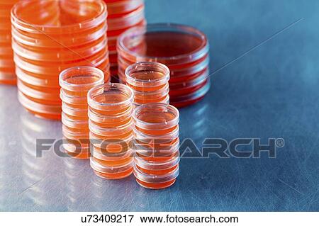 Agar plates. Stacks of Petri dishes with cultured agar. View Large Photo Image Stock Photo - Agar plates. Stacks of Petri dishes with cultured agar.. Fotosearch