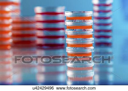 Stock Photograph - Agar plates. Stacks of Petri dishes with cultured agar.. Fotosearch