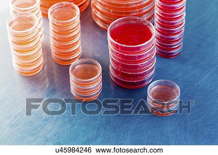 Stock Photograph - Agar plates. Stacks of Petri dishes with cultured agar.. Fotosearch