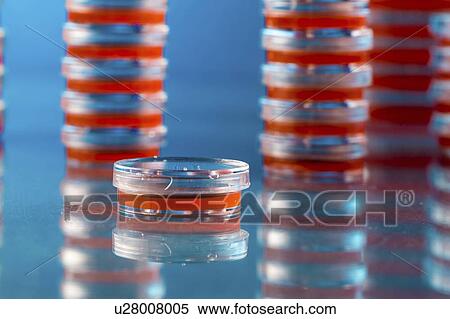 Stock Photography - Agar plates. Stacks of Petri dishes with cultured agar.. Fotosearch