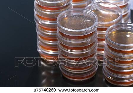 Agar plates. View Large Photo Image Stock Image - Agar plates.. Fotosearch
