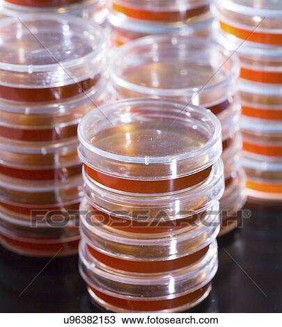 Agar plates. View Large Photo Image Stock Image - Agar plates.. Fotosearch