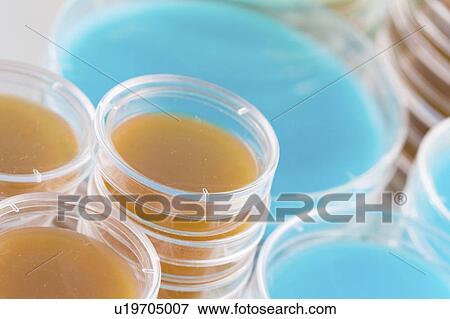 Stock Photo - Agar plates.. Fotosearch