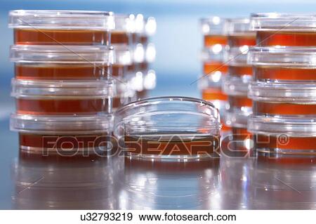 Stock Photo - Agar plates.. Fotosearch