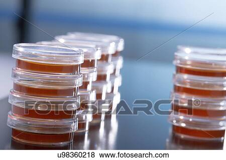 Agar plates. View Large Photo Image Stock Photo - Agar plates.. Fotosearch