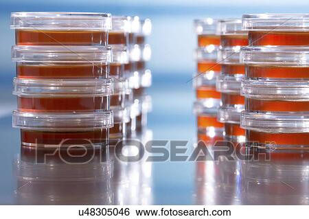 Stock Photograph - Agar plates.. Fotosearch