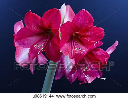 Amaryllis flowers. View Large Photo Image Picture - Amaryllis flowers.. Fotosearch