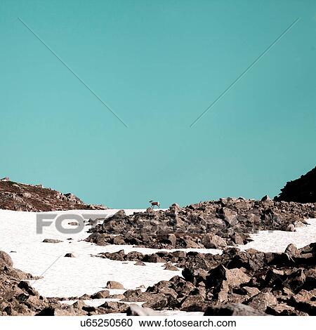 Stock Image - Animal in distance, Ural, Sverdlovsk, Russia. Fotosearch