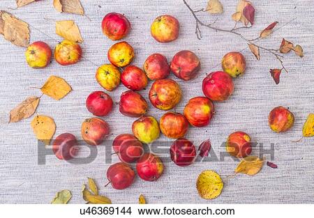 Apples and autumn leaves, overhead view View Large Photo Image Picture - Apples and autumn leaves, overhead view. Fotosearch