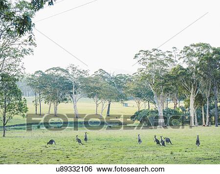 Stock Photograph - Australia, Kangaroo Valley, Mob of kangaroos (Macropodidae). Fotosearch