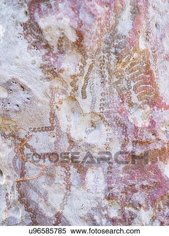 Stock Photography - Australia, New South Wales, Abstract patterns on rock in Blue Mountains. Fotosearch