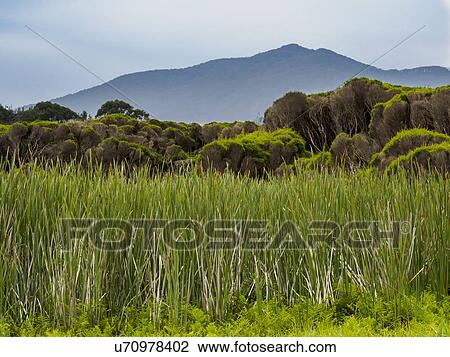 Australia, New South Wales, Bermagui, Storm clouds above field with high grass View Large Photo Image Stock Image - Australia, New South Wales, Bermagui, Storm clouds above field with high grass. Fotosearch