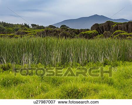 Stock Photo - Australia, New South Wales, Bermagui, Storm clouds above field with high grass. Fotosearch