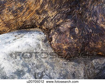 Stock Image - Australia, New South Wales, Bizarre tree trunk in Blue Mountains. Fotosearch
