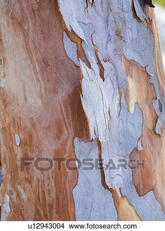 Picture - Australia, New South Wales, Blue Mountains, Smooth-barked apple tree (Angophora costata) bark. Fotosearch