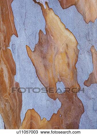 Australia, New South Wales, Blue Mountains, Smooth-barked apple tree (Angophora costata) bark View Large Photo Image Stock Image - Australia, New South Wales, Blue Mountains, Smooth-barked apple tree (Angophora costata) bark. Fotosearch