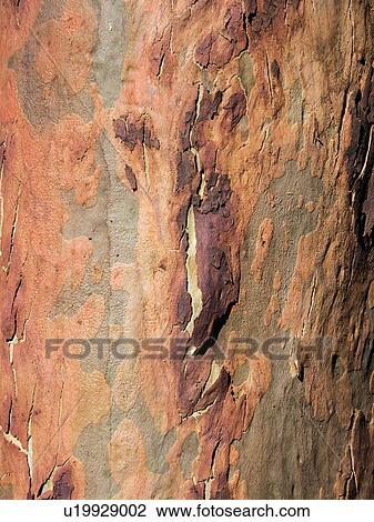 Australia, New South Wales, Blue Mountains, Smooth-barked apple tree (Angophora costata) bark View Large Photo Image Stock Image - Australia, New South Wales, Blue Mountains, Smooth-barked apple tree (Angophora costata) bark. Fotosearch