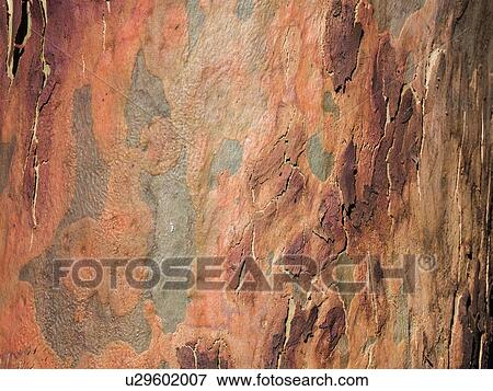 Australia, New South Wales, Blue Mountains, Smooth-barked apple tree (Angophora costata) bark View Large Photo Image Stock Photo - Australia, New South Wales, Blue Mountains, Smooth-barked apple tree (Angophora costata) bark. Fotosearch